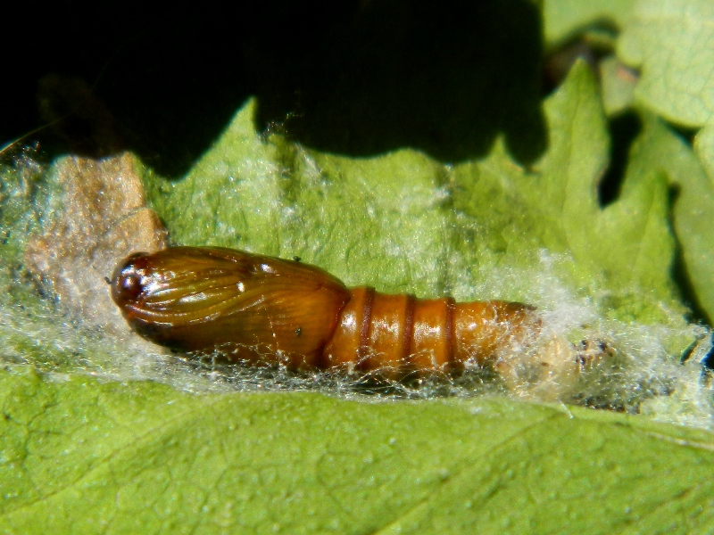 Pandemis heparana - Tortricidae